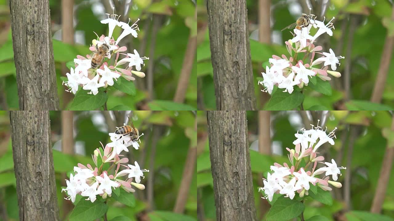 花和蜜蜂。韩国的江原道森林