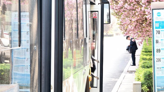 春季开满樱花的公交站台