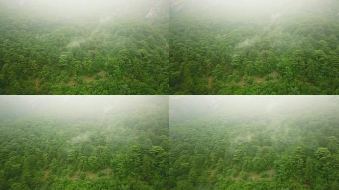 在暴风雨的日子里，4k uhd镜头在雨林上空飞入雨云中