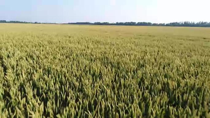 航拍，绿色麦田。农业，小麦丰收。
