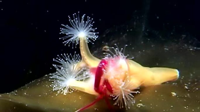 卢塞纳利亚quadricannis在白海的水下捕获并食用Caprella