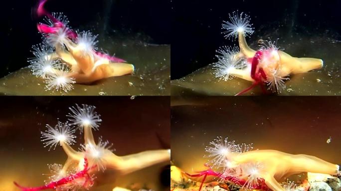 卢塞纳利亚quadricannis在白海的水下捕获并食用Caprella