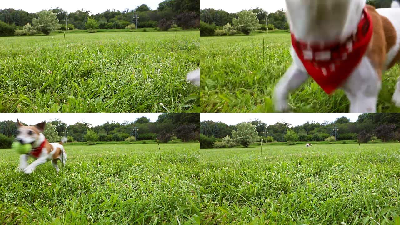 活跃的狗杰克罗素梗红色方巾在绿草地上玩网球。录像。快乐微笑的宠物。