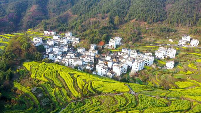 航拍江西省婺源江岭景区油菜花花海风景