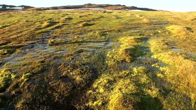 夏季土壤在新地球Vaigach岛的北极荒野沙漠海岸。