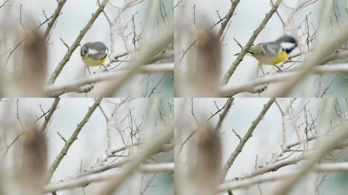 枝头小鸟一闪而过实拍镜头