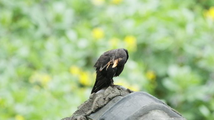 乌鸫鸟打理羽毛升格慢镜头
