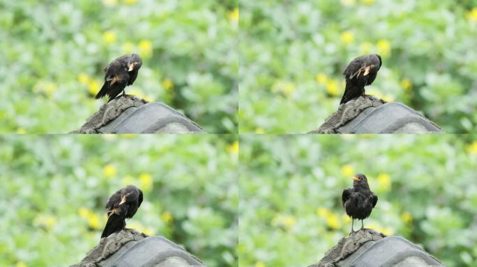 乌鸫鸟打理羽毛升格慢镜头