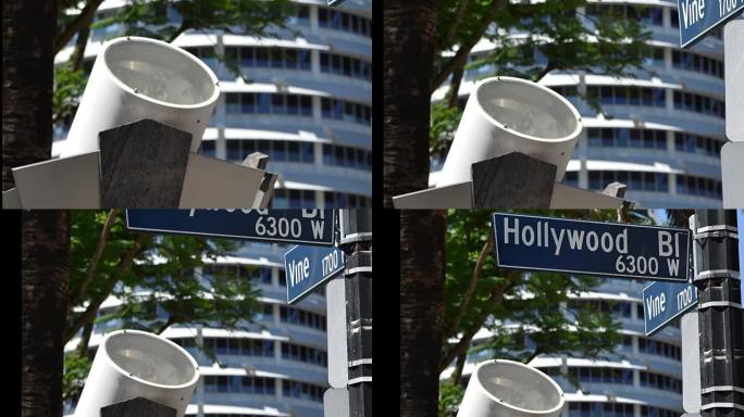 著名的好莱坞和藤街标志