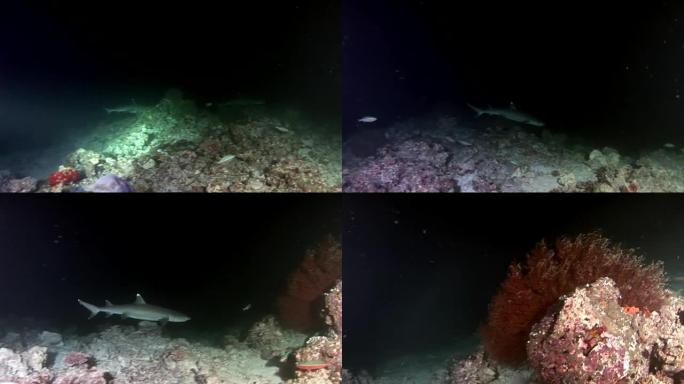 马尔代夫海底惊人珊瑚背景下的水下礁鲨。