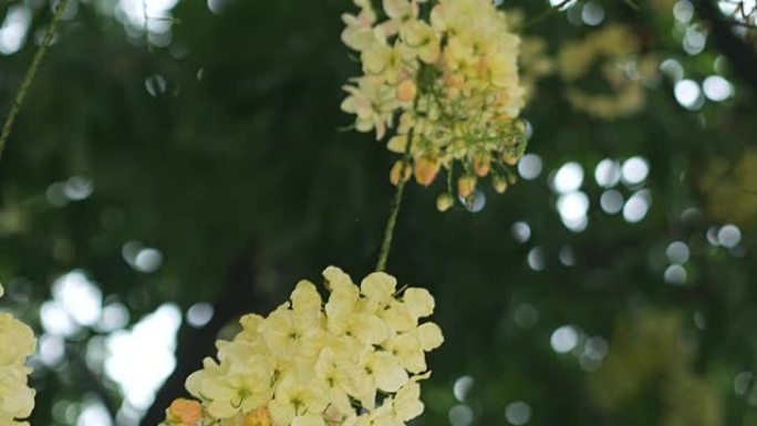 爪哇决明子，粉红色淋浴，苹果花树，彩虹淋浴，树上的热带花