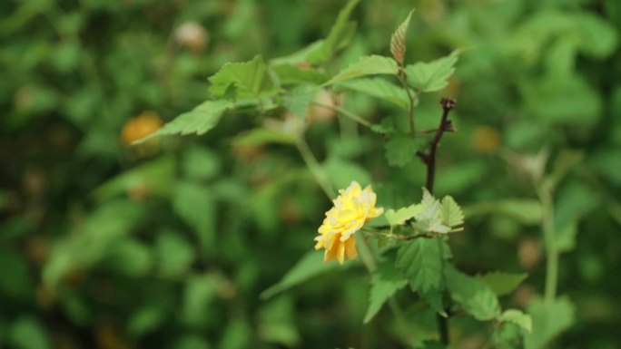 黄色小花野花