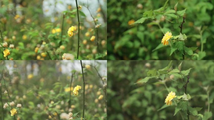 黄色小花野花