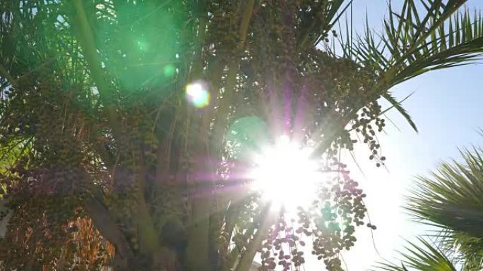 阳光穿过绿色的树枝，带有枣果和树叶棕榈树