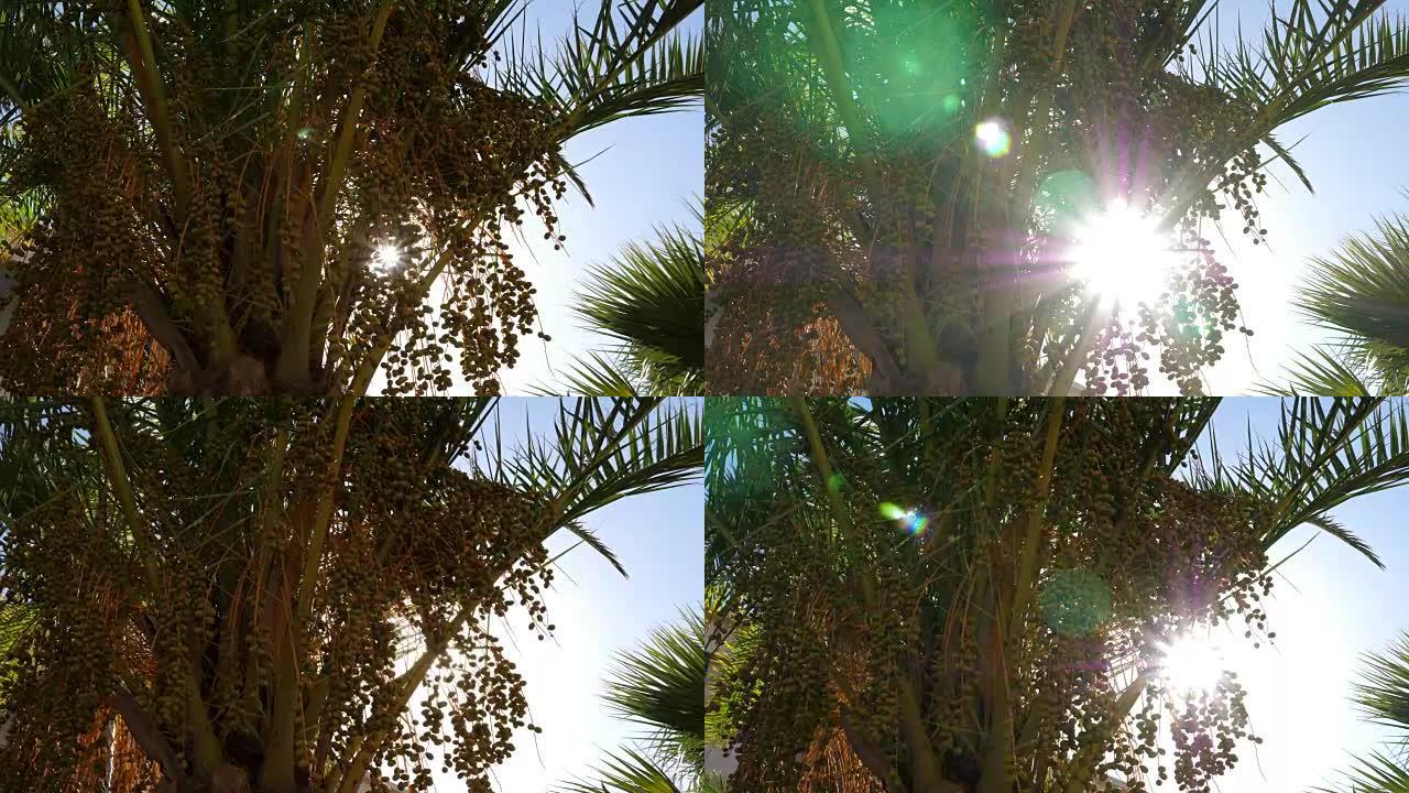 阳光穿过绿色的树枝，带有枣果和树叶棕榈树