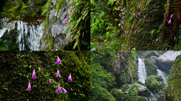 珍稀重点保护植物独蒜兰开花野生兰花生长