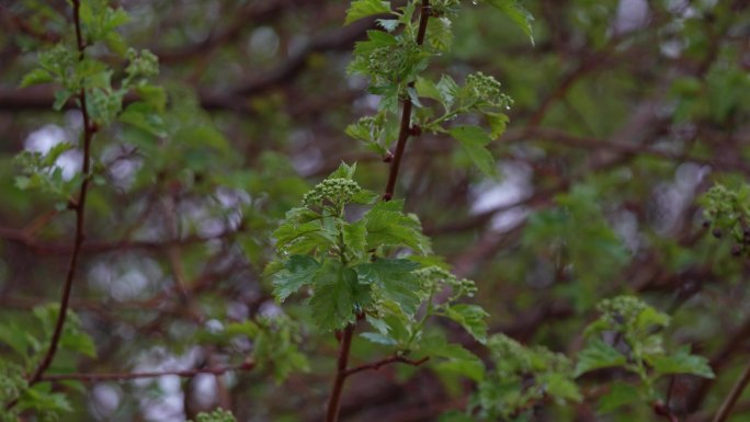 4k春雨 雨中的绿叶 绿叶上的雨滴