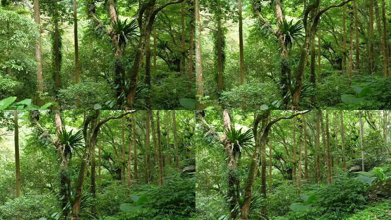 台湾新北市满月园森林游乐区美丽自然森林景观