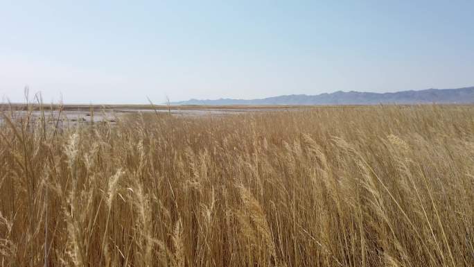 艾比湖湿地阿拉山口侧大风吹芦苇