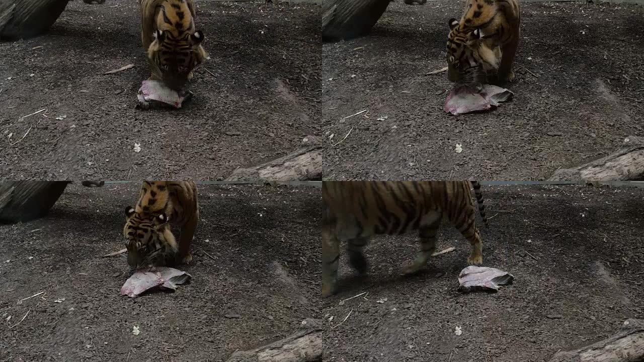 老虎抓起一块肉走开