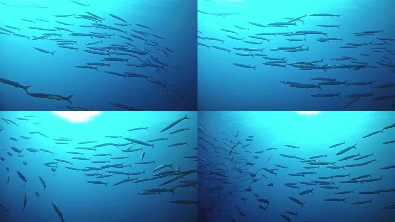 海洋生物-蓝海梭鱼学校