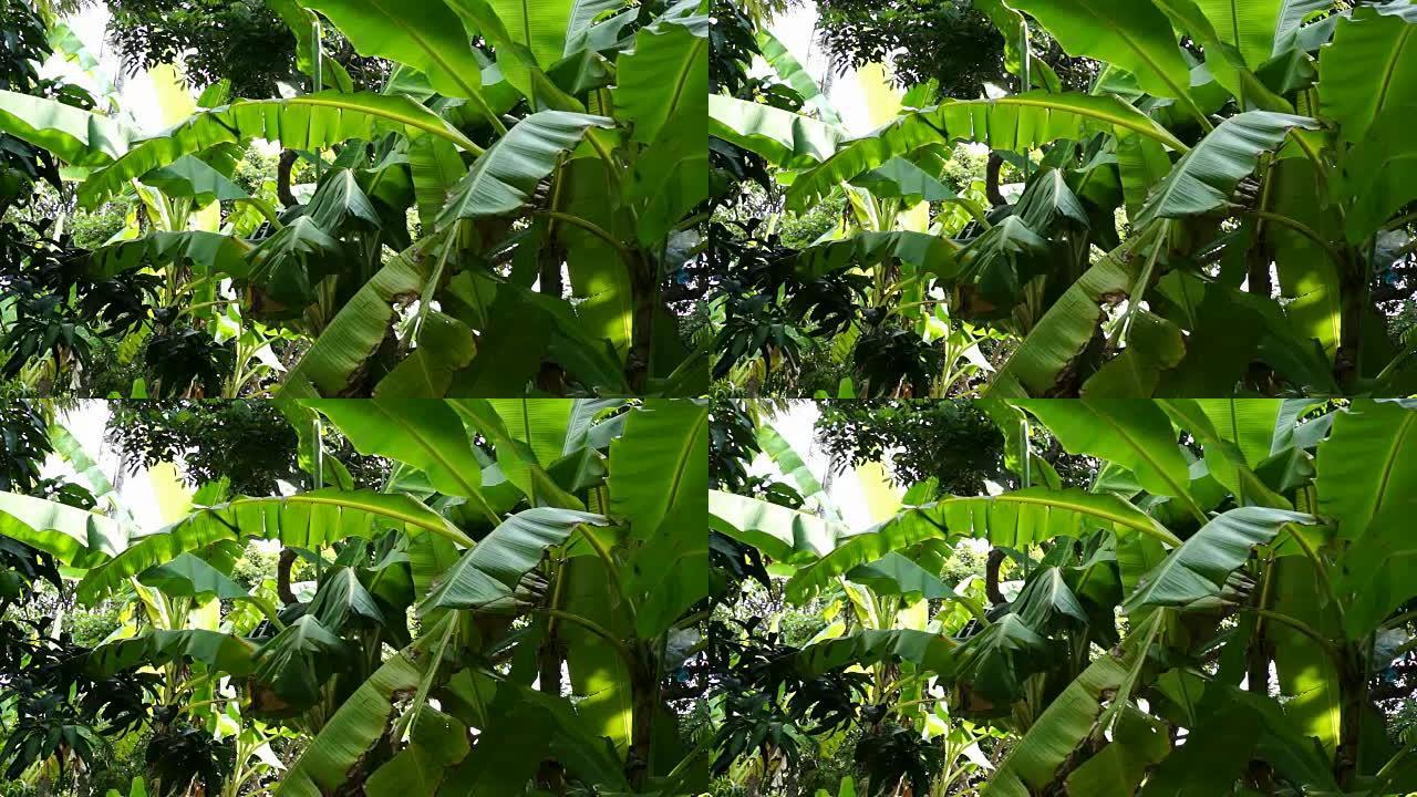 香蕉树越南湄公河三角洲
