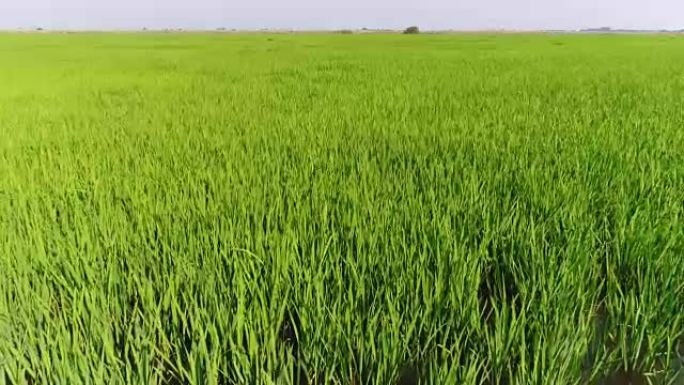 空中水稻种植园，水草甸。绿色稻田。