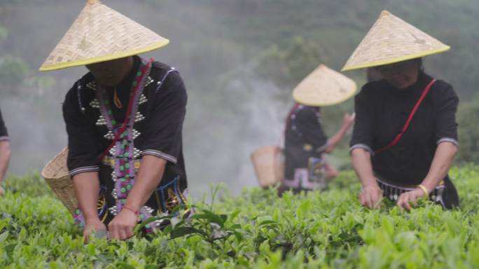 茶山茶叶茶农采茶茶田云南普洱红茶绿茶非遗