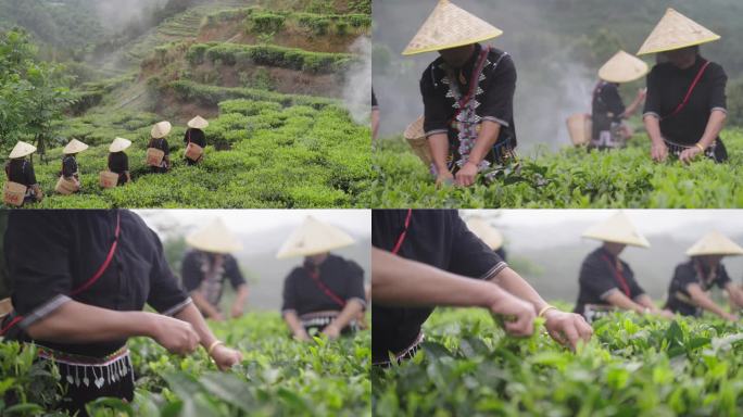 茶山茶叶茶农采茶茶田云南普洱红茶绿茶非遗