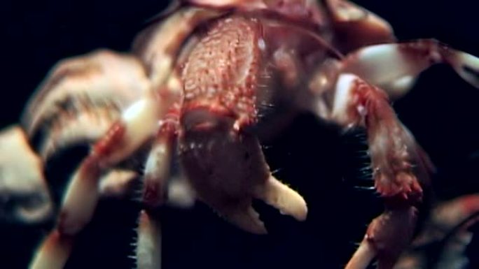 癌症寄居蟹在水下寻找白海海底的食物。