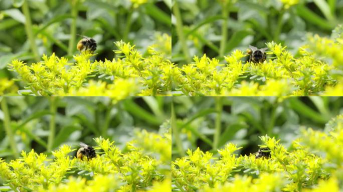 花丛中飞舞的蜜蜂4K实拍