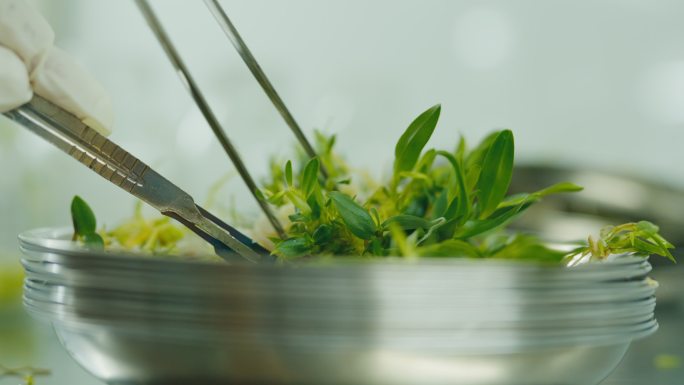 实验室 植物研究