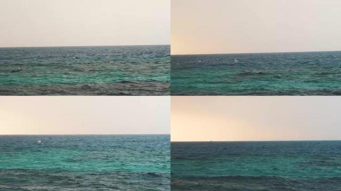 几只旋转海豚快速游泳，跳出水面。斯里兰卡。