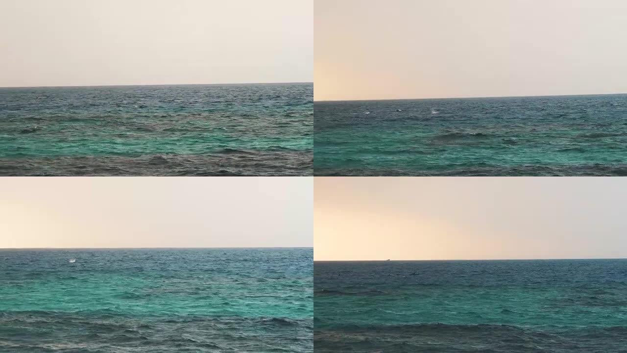 几只旋转海豚快速游泳，跳出水面。斯里兰卡。