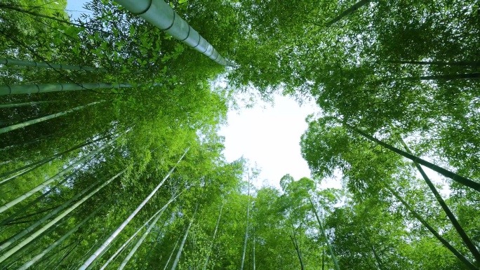 竹子 竹林深处 风吹竹林竹叶 竹海 毛竹