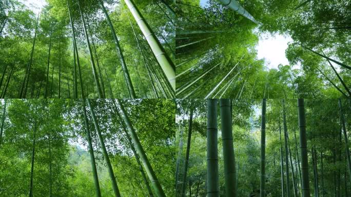 竹子 竹林深处 风吹竹林竹叶 竹海 毛竹