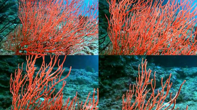 马尔代夫的Gorgonaria珊瑚水下惊人的海底。