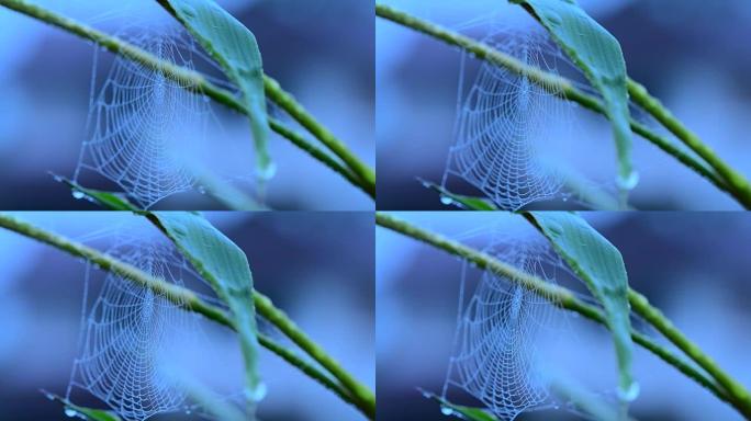 清晨有一些水滴的蜘蛛网