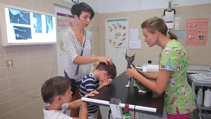在兽医诊所的接待处。一名年轻女子，猫的主人，在她儿子的头上展示了小孢子虫的焦点。医生正在抚摸桌子上的
