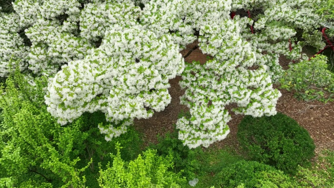 泉城公园流苏树