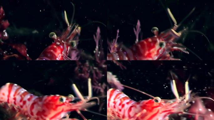 红虾蒙面寻找白海俄罗斯海底的食物。