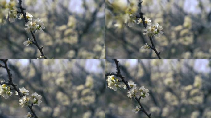 白色樱花 春暖花开 花朵特写 春色 春分