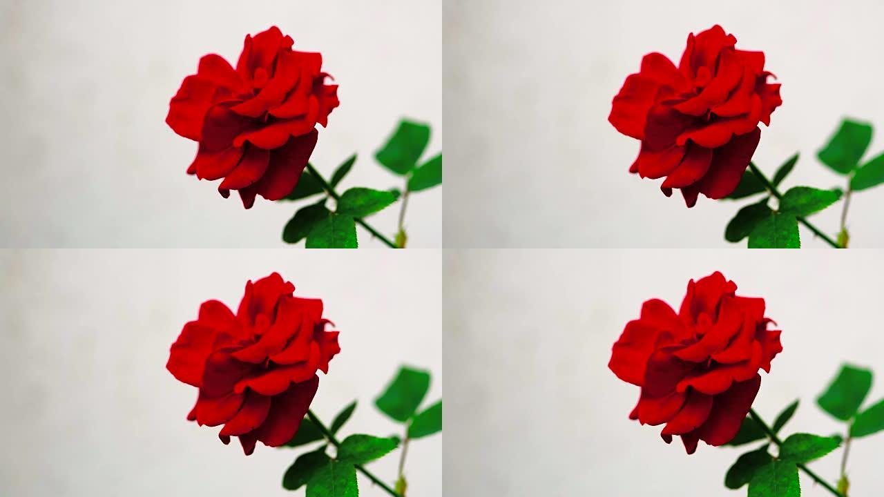 可循环的红玫瑰随风慢慢移动白色背景