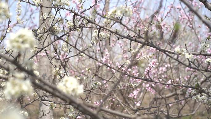 白色樱花 春暖花开 花朵特写 春色 春分