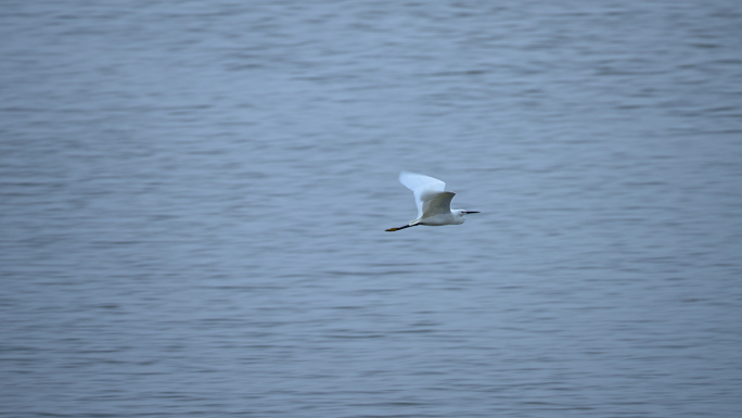 水面上展翅飞翔的白鹭4K