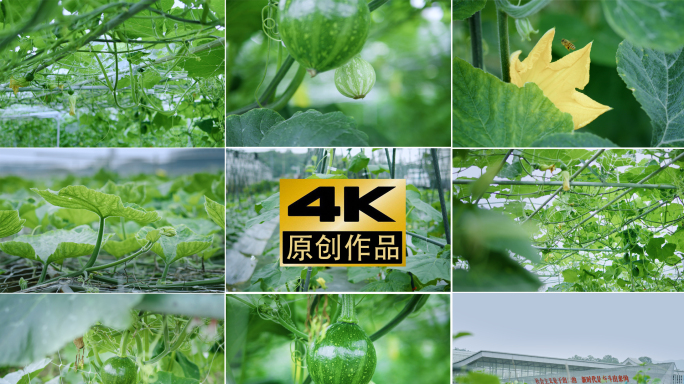 4k现代农业种植南瓜大棚乡村振兴片头素材