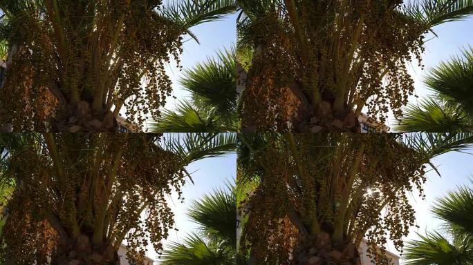 阳光穿过棕榈树上的叶子和种子，热带背景