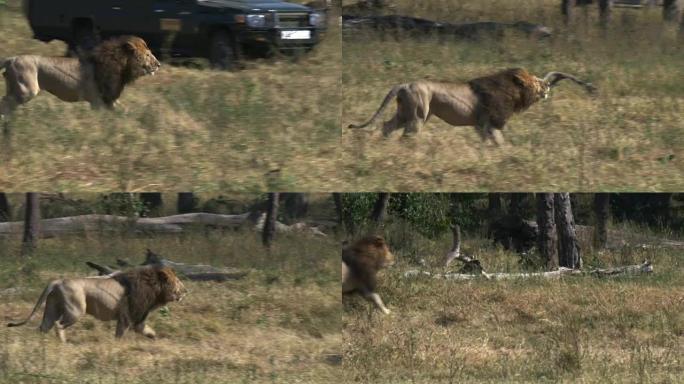 一只雄狮在肯尼亚马赛马拉逃离了他的对手