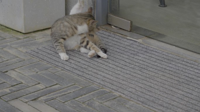 广西桂林阳朔兴坪古镇野猫合集