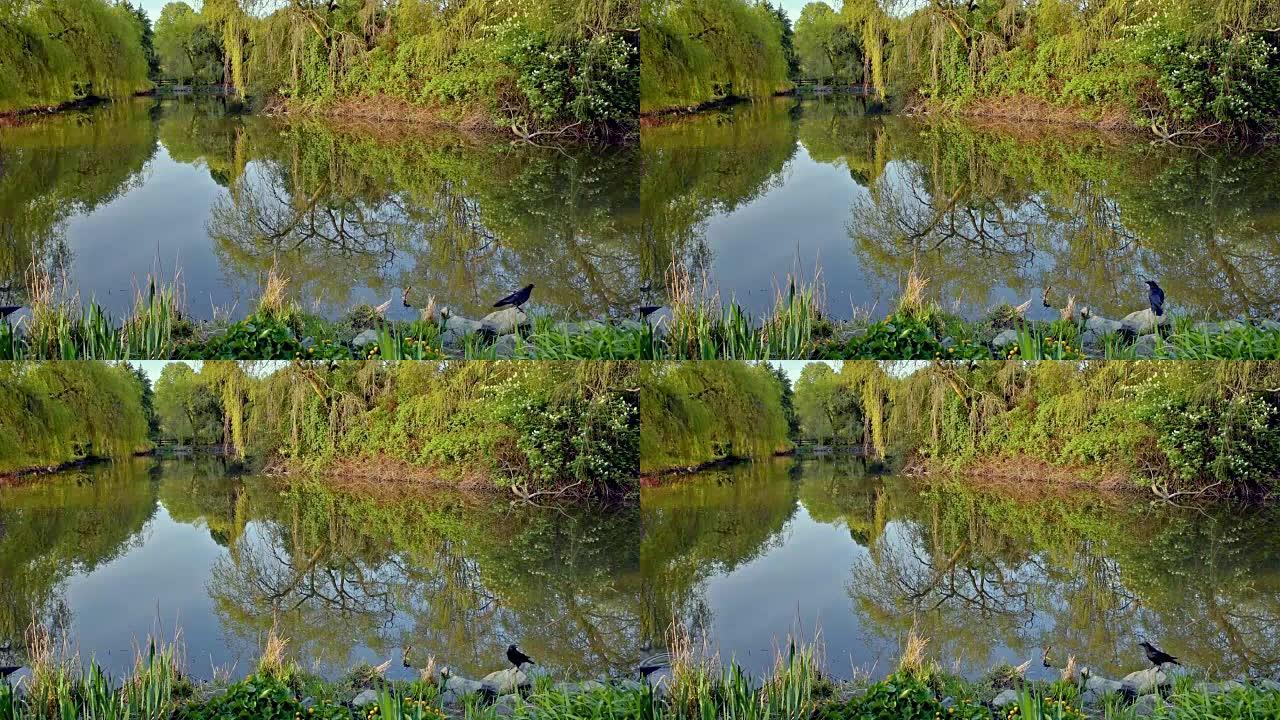 一只黑乌鸦站在池塘边的岩石上